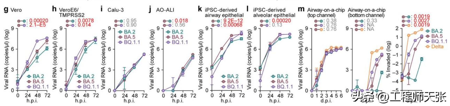 奥密克戎加速变异，地狱犬BQ.1.1来了！传染力致病力免疫逃逸咋样