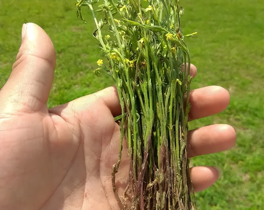 什么植物增收最好养活,农村山里有哪些值钱的植物