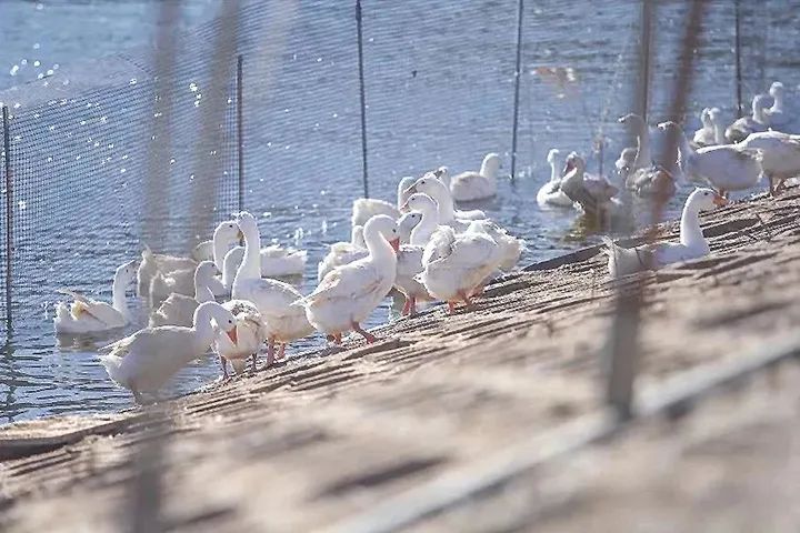 羽绒寝具对美出口下跌近半，今年或转增长/羽绒服占据抖音1月榜单