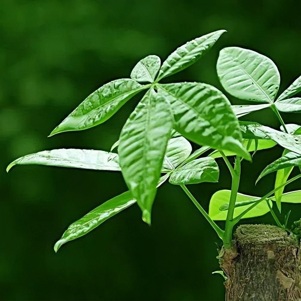 好运又吉利的花,夏季十大喜庆的花
