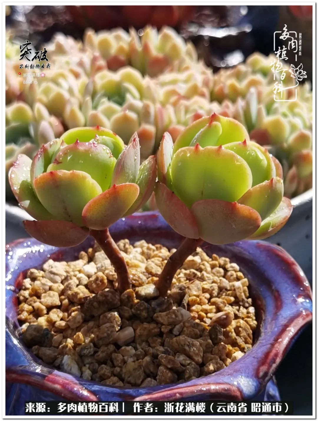 奔跑吧跑步,奔跑吧多肉盆栽