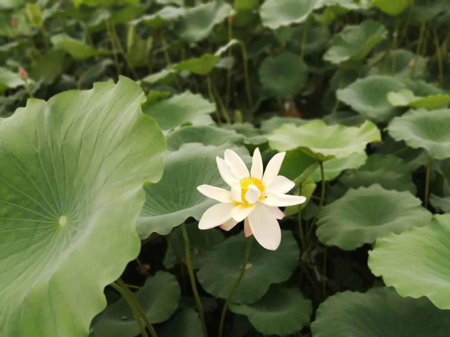 野生动物闯入军事禁区,闯入巴黎地下墓穴禁区