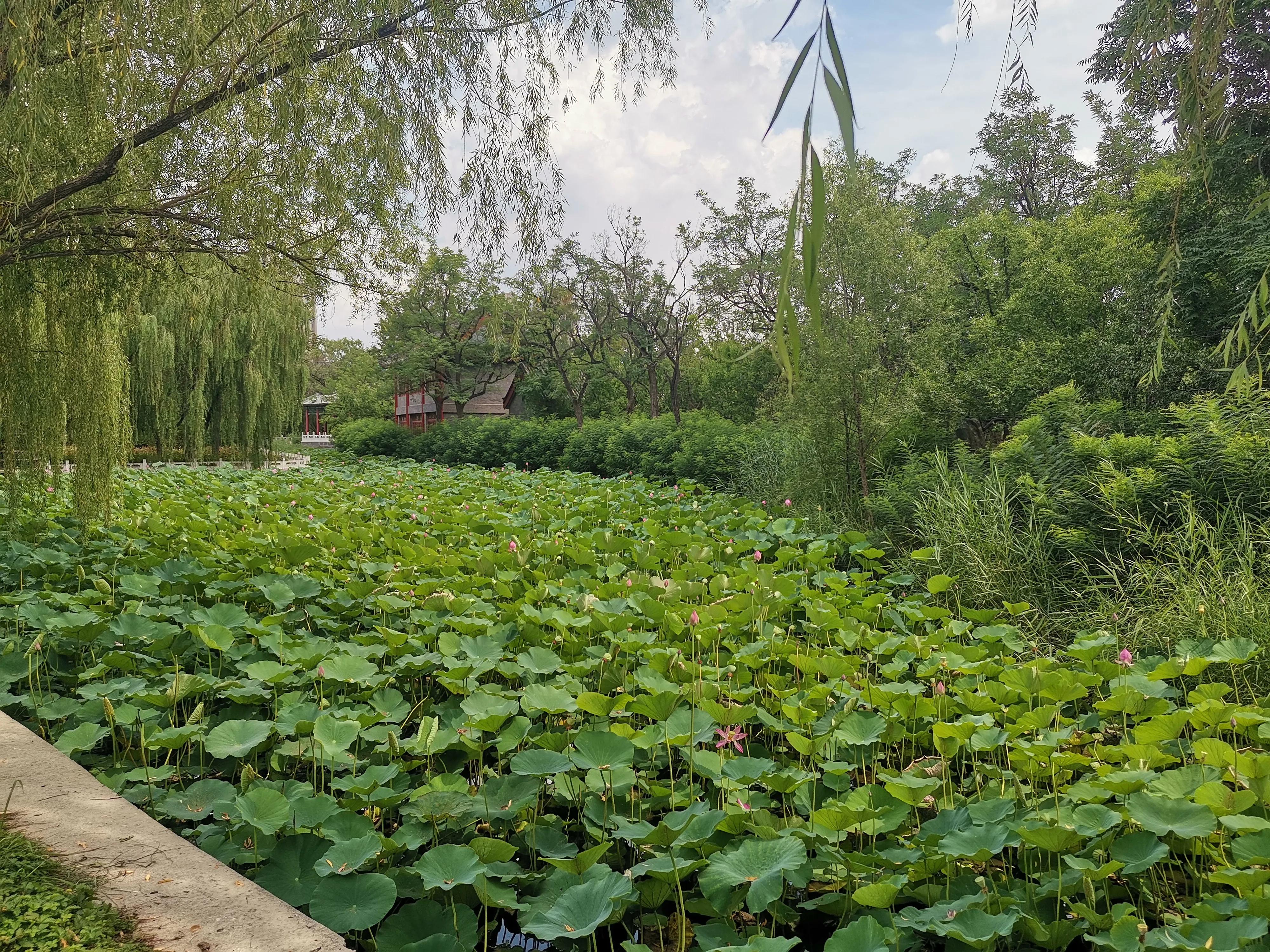 天津水上公园赏荷花看睡莲,天津水上公园荷花几月开花
