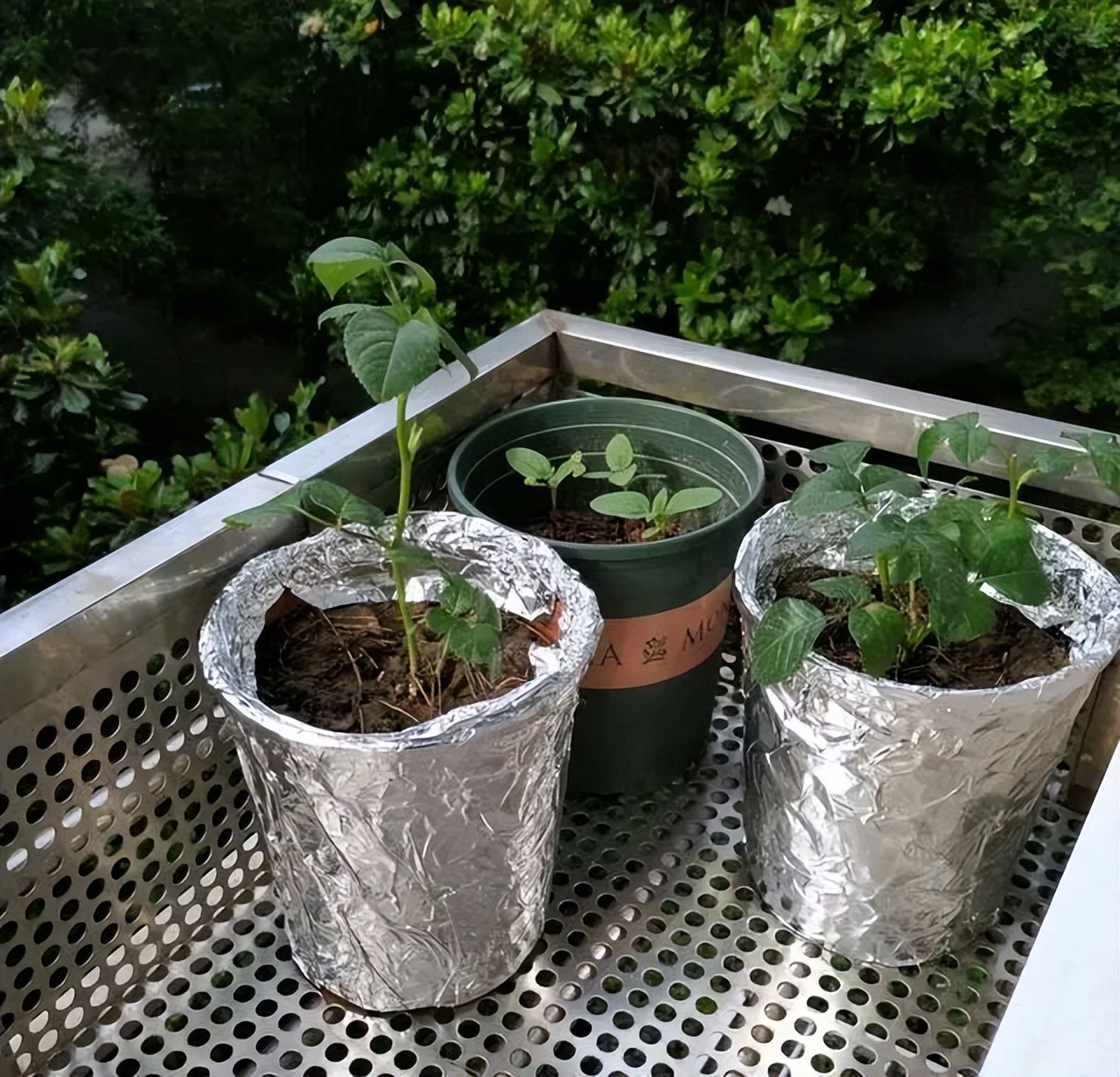 室内养花用什么土不闷根,养花为什么烂芯