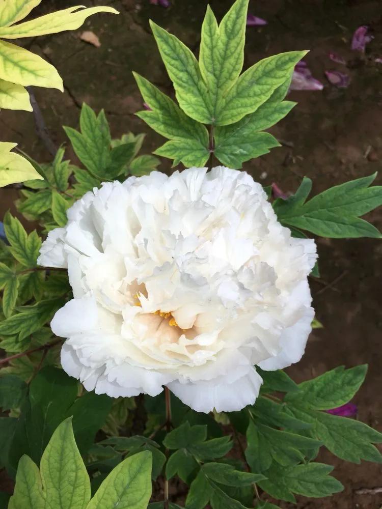 银丝贯顶牡丹只有一棵吗,珍贵牡丹花银丝贯顶