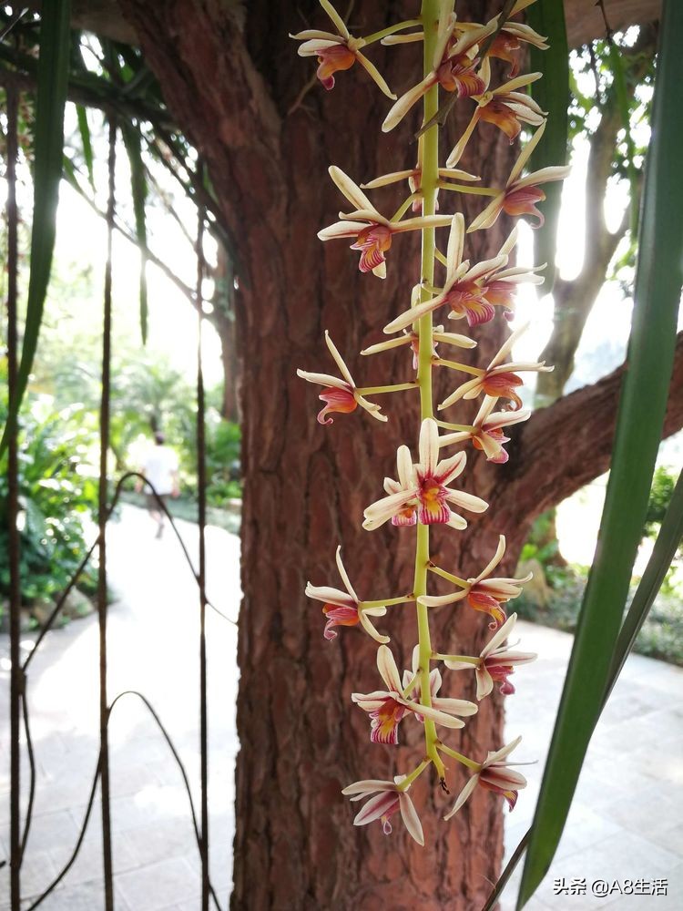 带你认识中华兰花纹瓣兰,顶级纹瓣兰图片