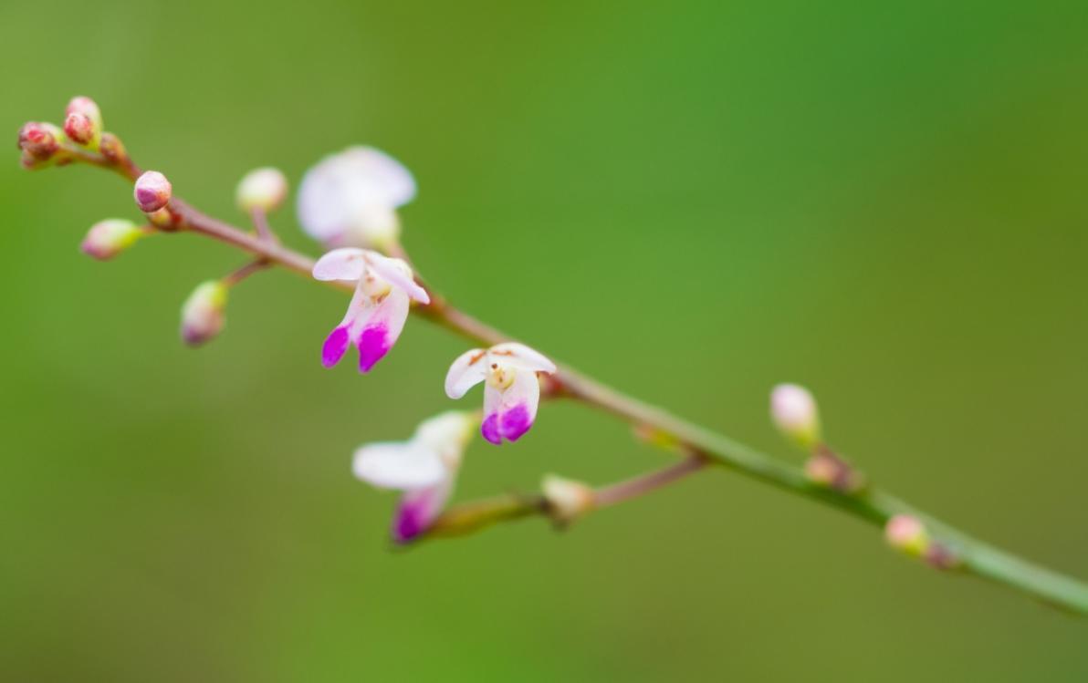 程振理的论语中的大智慧内容,士不可以不弘毅论语大智慧