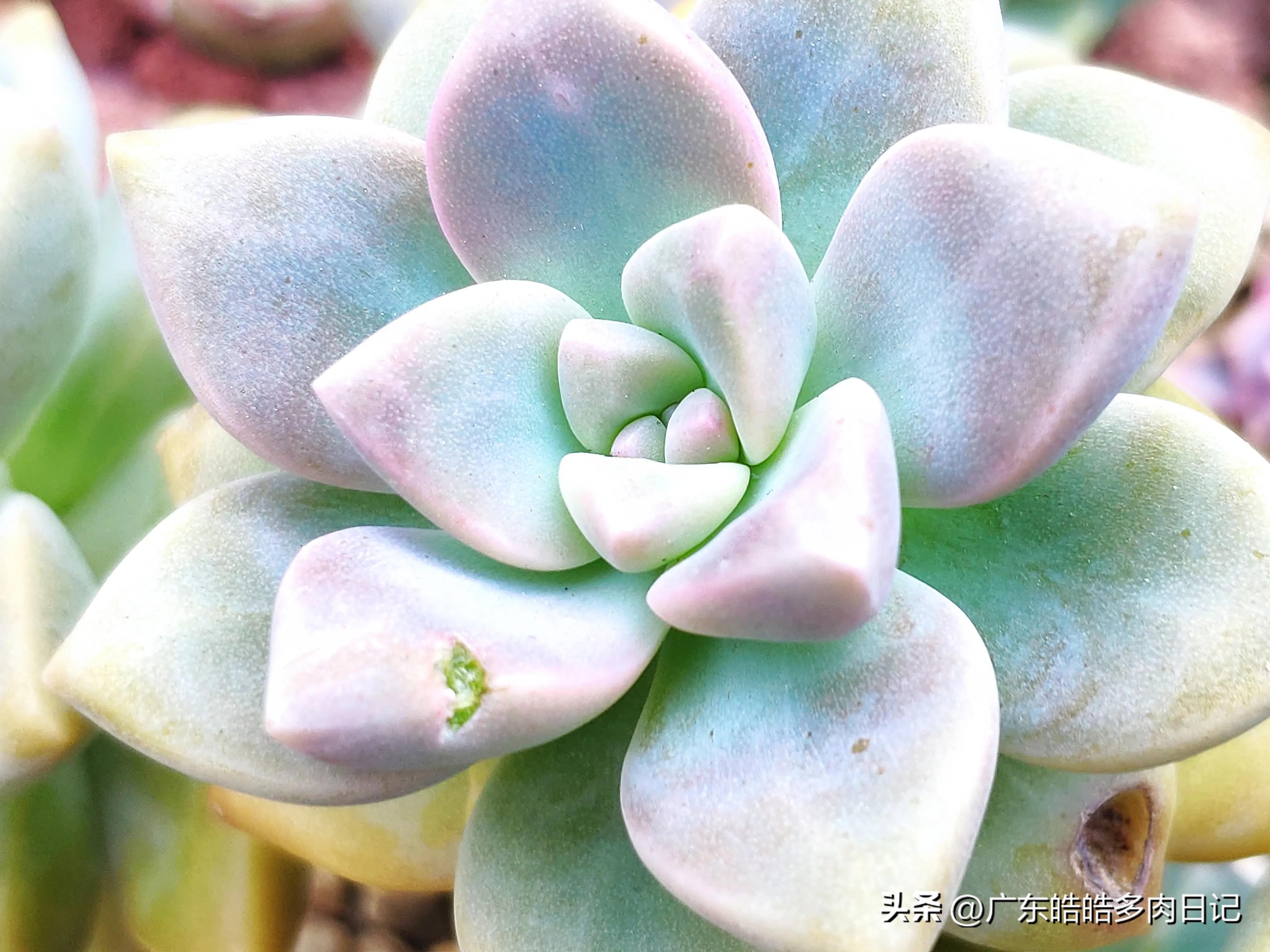 为养多肉，和楼顶小鸟的斗智斗勇，几*法大**宝轮番上阵