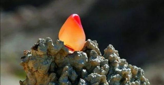 捡石头一天能挣多少,捡石头能赚到钱吗