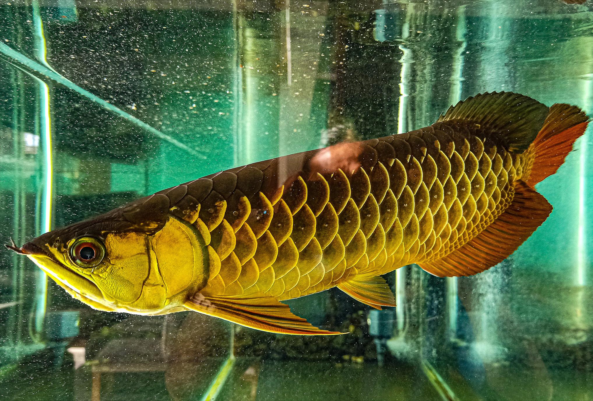 龙鱼失鳔是什么原因,龙鱼失鳔怎样治疗