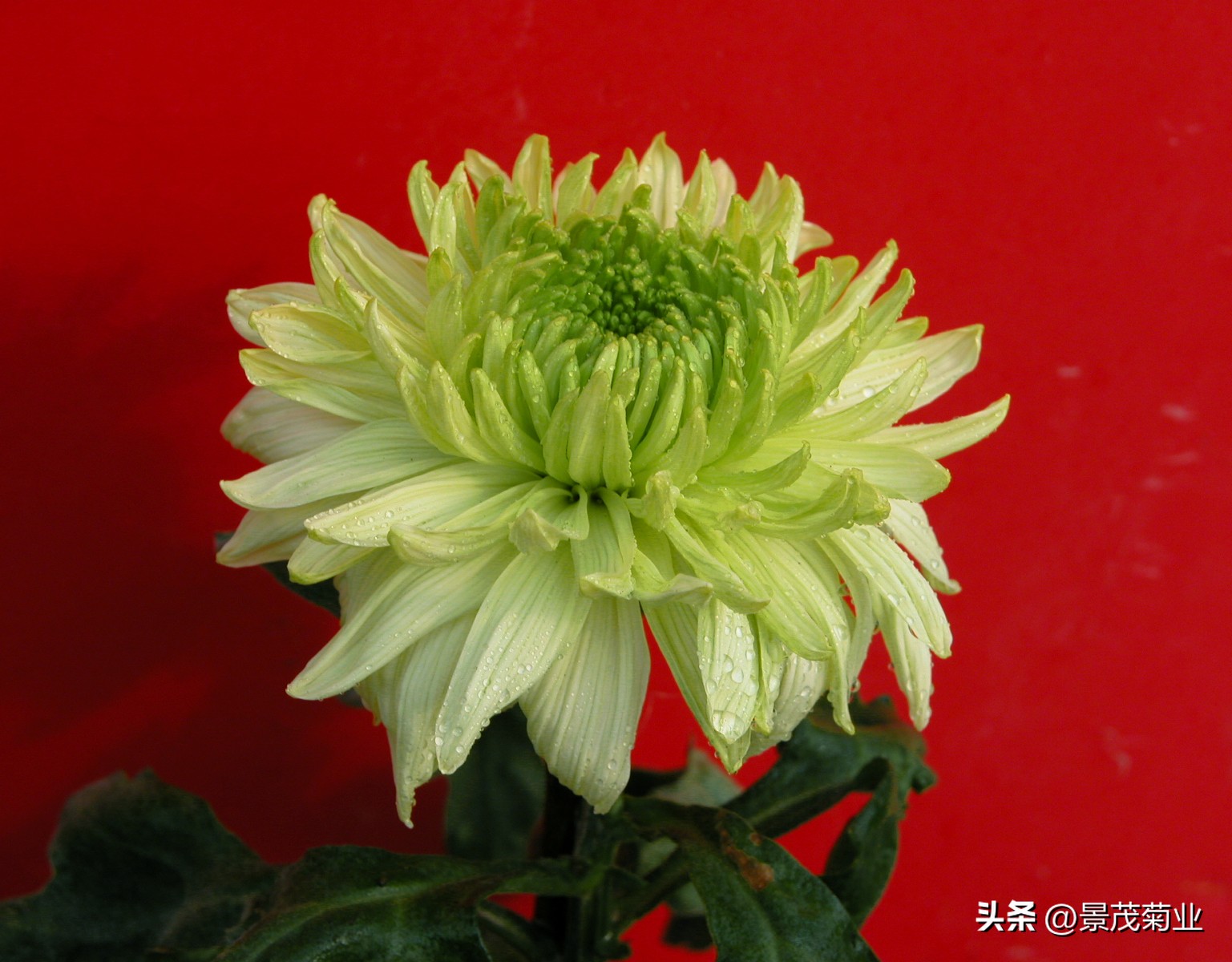 各种颜色的菊花培养,菊花种苗好吗