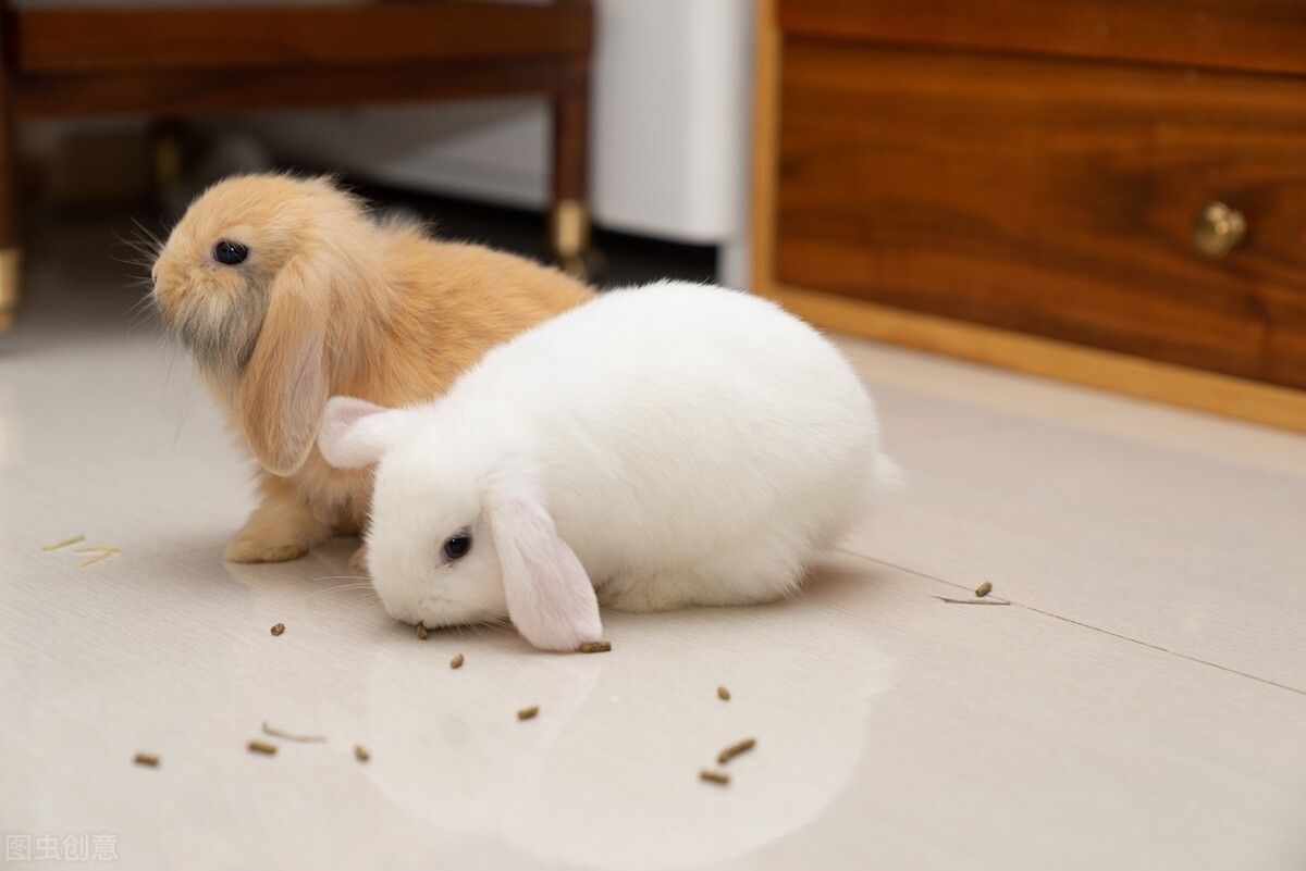 兔子打喷嚏鼻子干净,兔子打喷嚏喉咙响怎么办