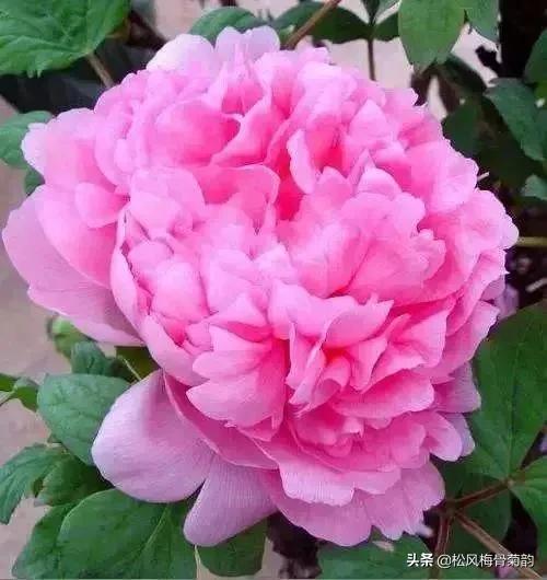 花儿朵朵开，香艳惹人爱，闻香觅花来，弄花香满衣