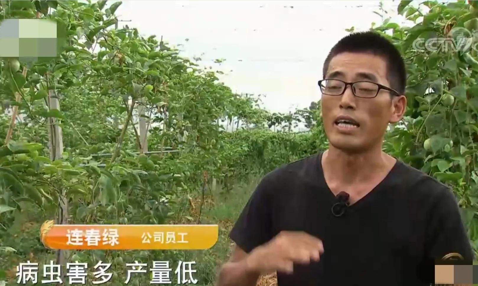 湖南小伙承包五千亩四年赚上千万,90后小伙承包15亩果园