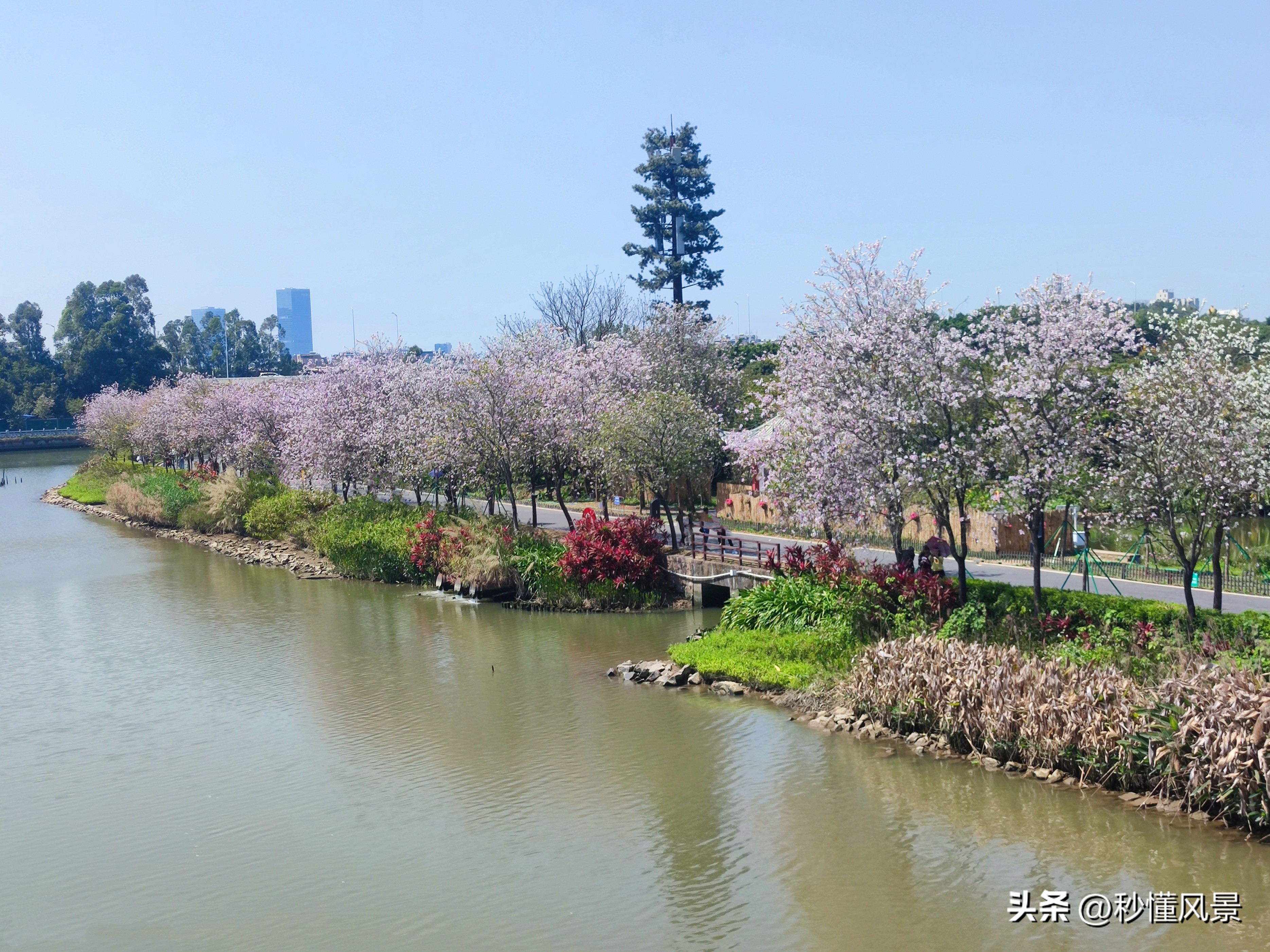12月份广州湿地公园网红打卡地,广州最大的花海公园