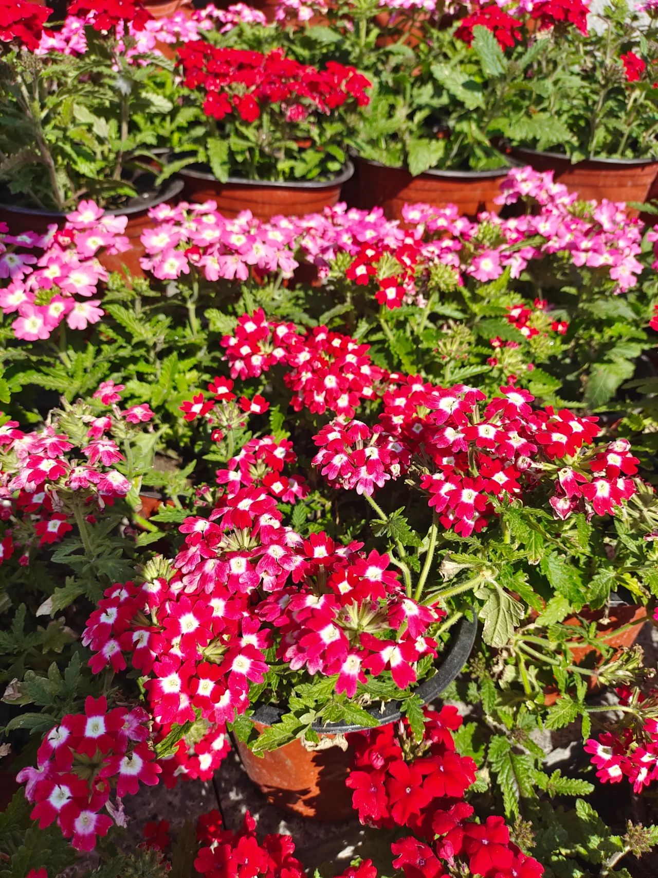 花卉植物冬季如何施肥,植物施肥的方法和注意事项