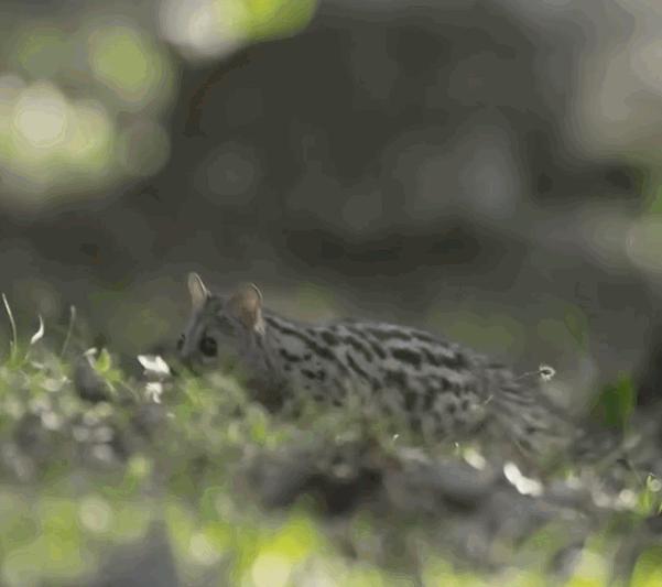 小灵猫深圳,深圳小灵猫