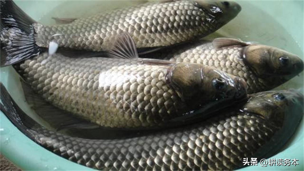 日本假鲫鱼怎么钓,日本假鲫鱼钓法