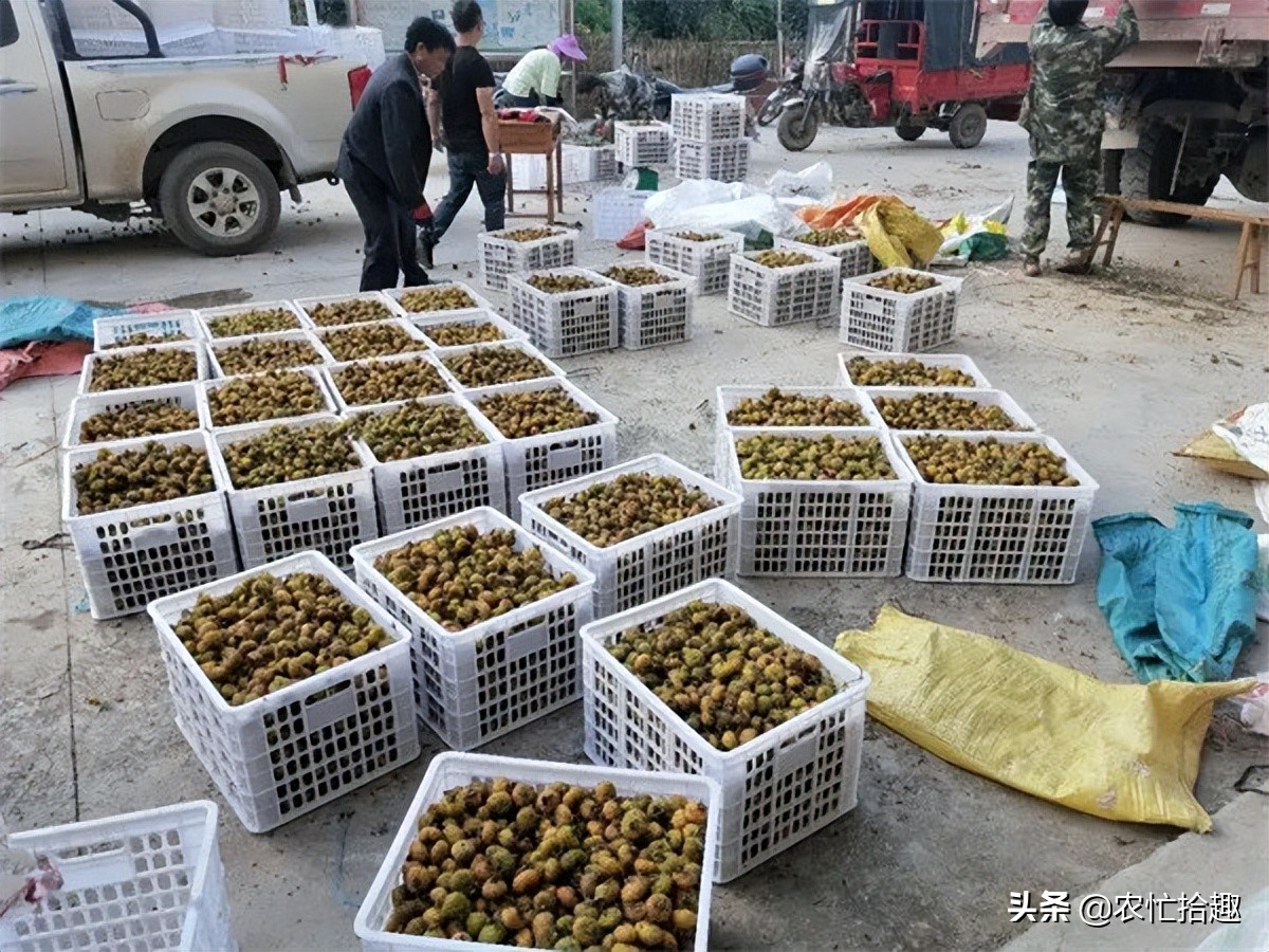 连涨3个月，一斤8元到翻倍，果子难吃也热销，果农：真意外