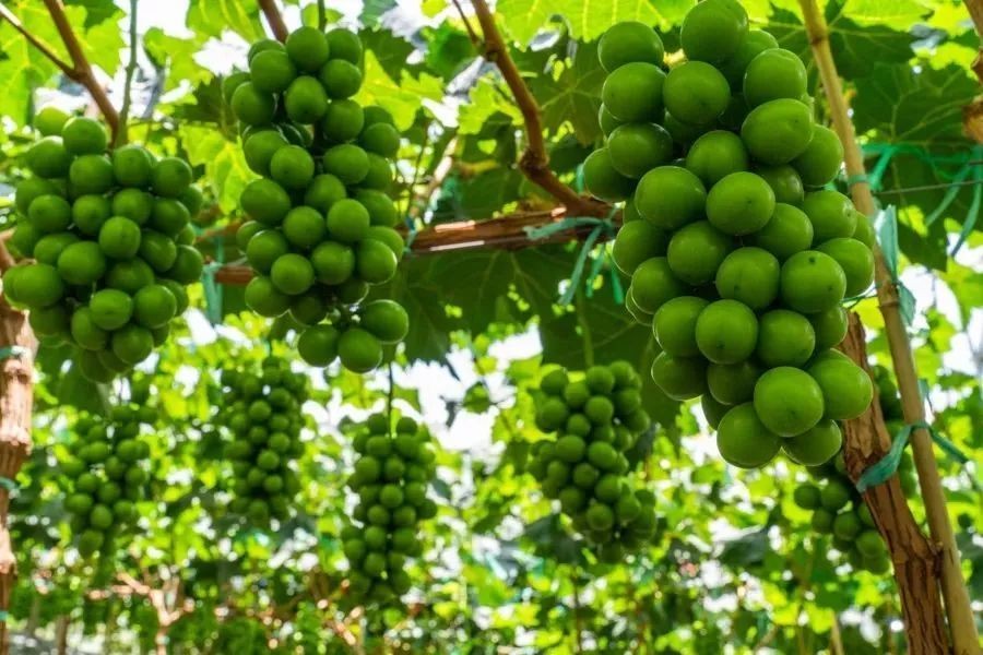 日本阳光玫瑰葡萄2000一斤,日本阳光玫瑰葡萄多少钱一斤