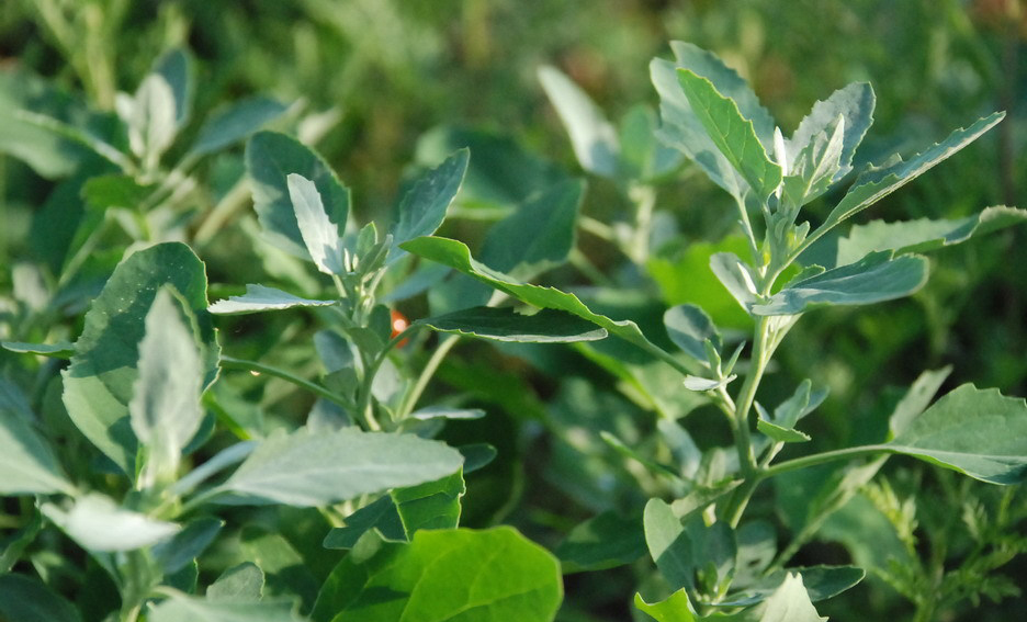 春天看图挖野菜，送你40种野菜大图鉴，让你轻松辨别各种野菜