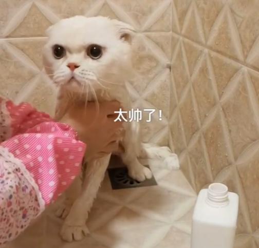 猫界顶流刘二豆,喵界顶流二豆