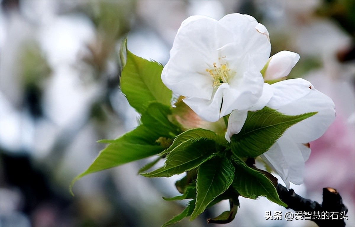 如果有人不喜欢你你该怎么办,如果有人不喜欢你你喜欢她怎么办