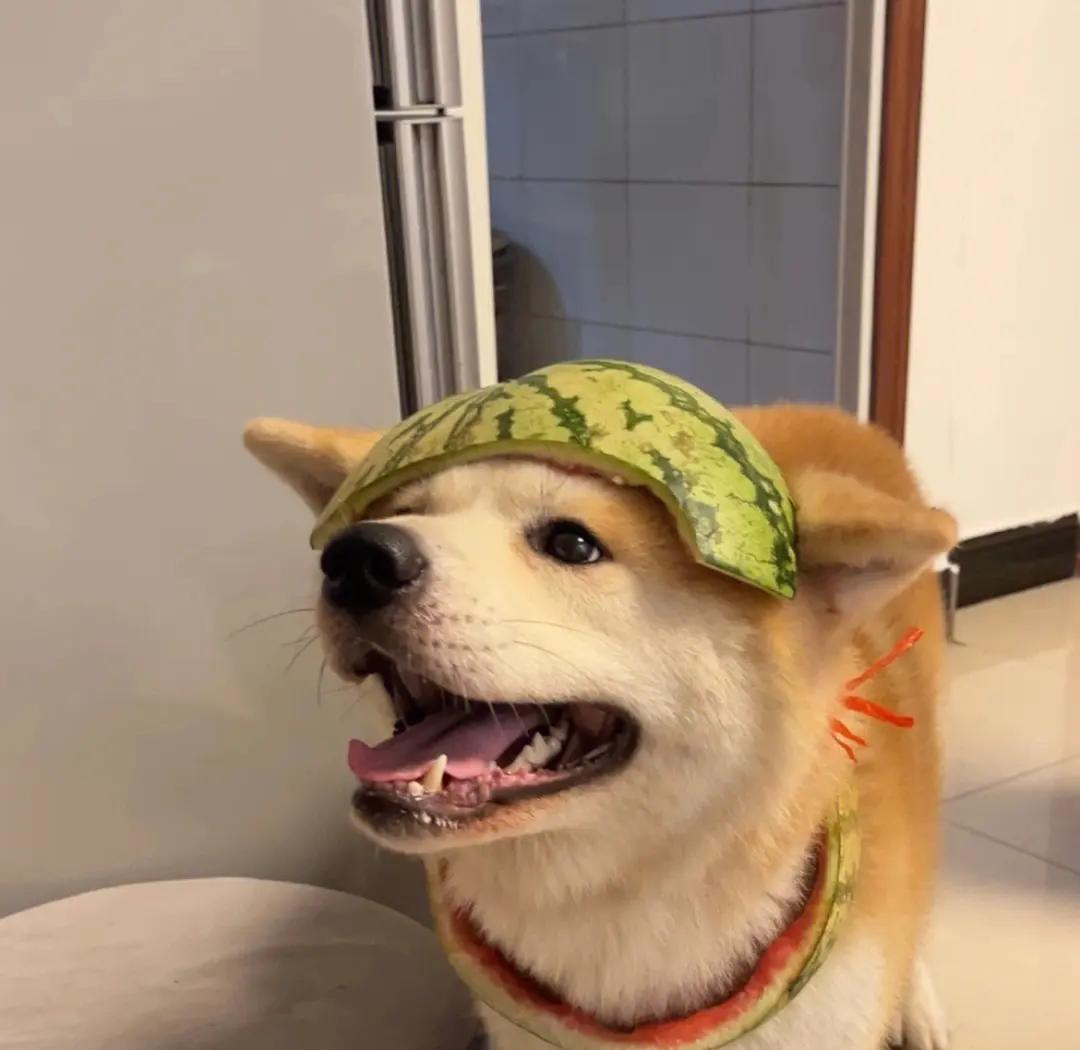 家里养一只狗有什么好处和坏处,家里养一个月的狗有什么说法