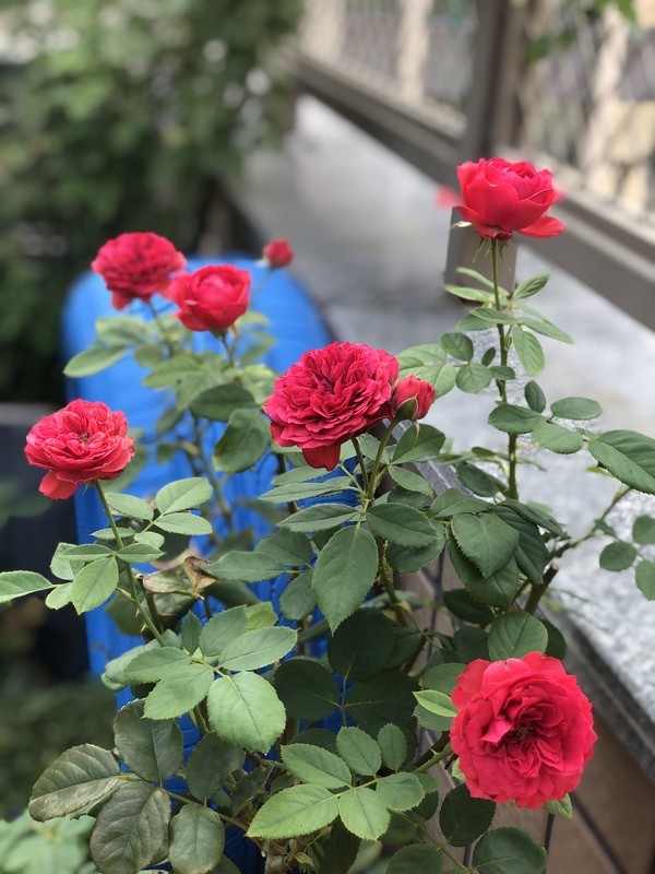 每个人心中都有一个美丽的花园,每个人心中都有一座属于我的花园