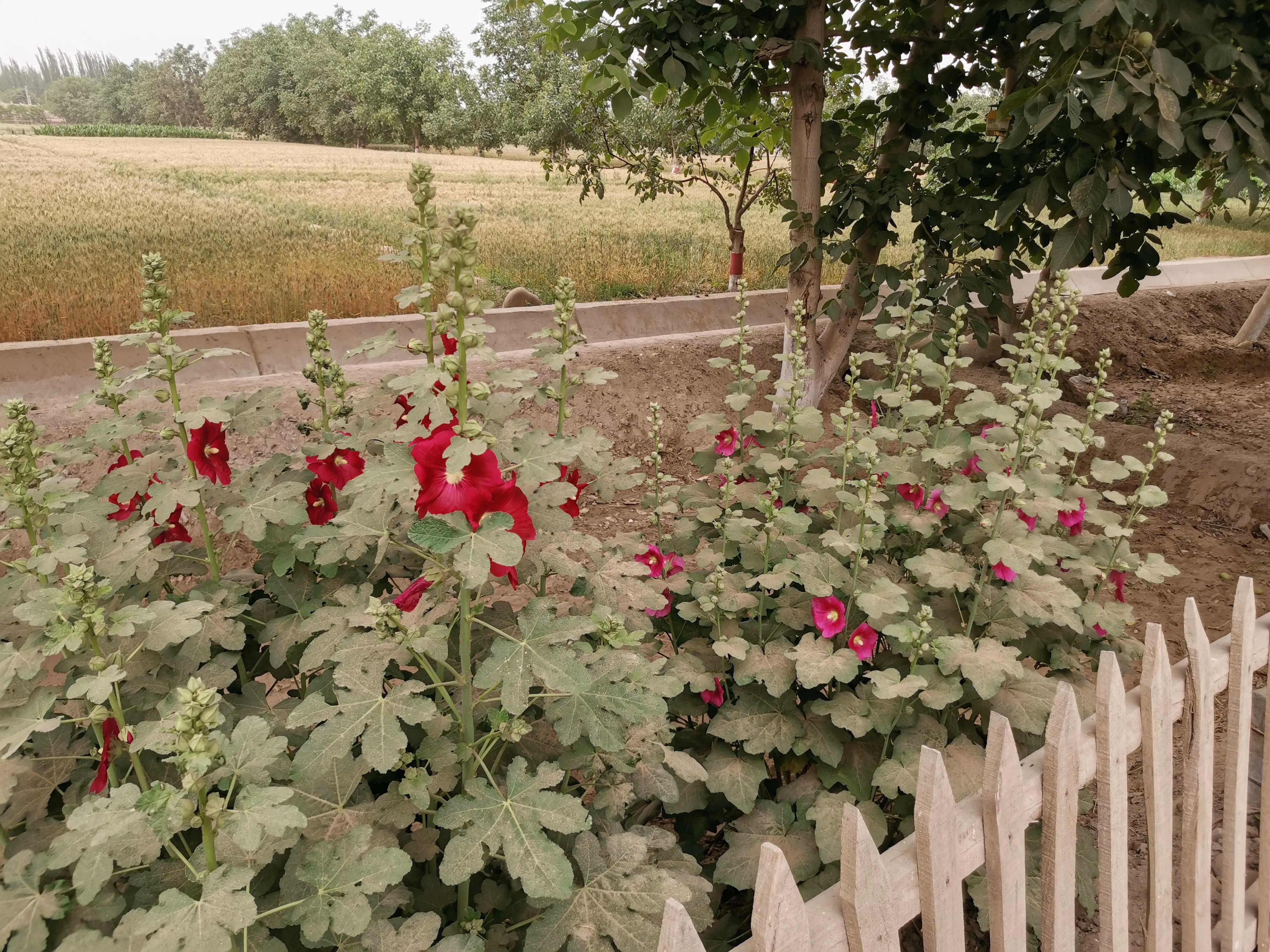 骑行新疆喀什噶尔,和田至阿拉尔沙漠公路骑行攻略