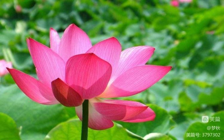 仙姿妙韵绽芳华唱和接龙