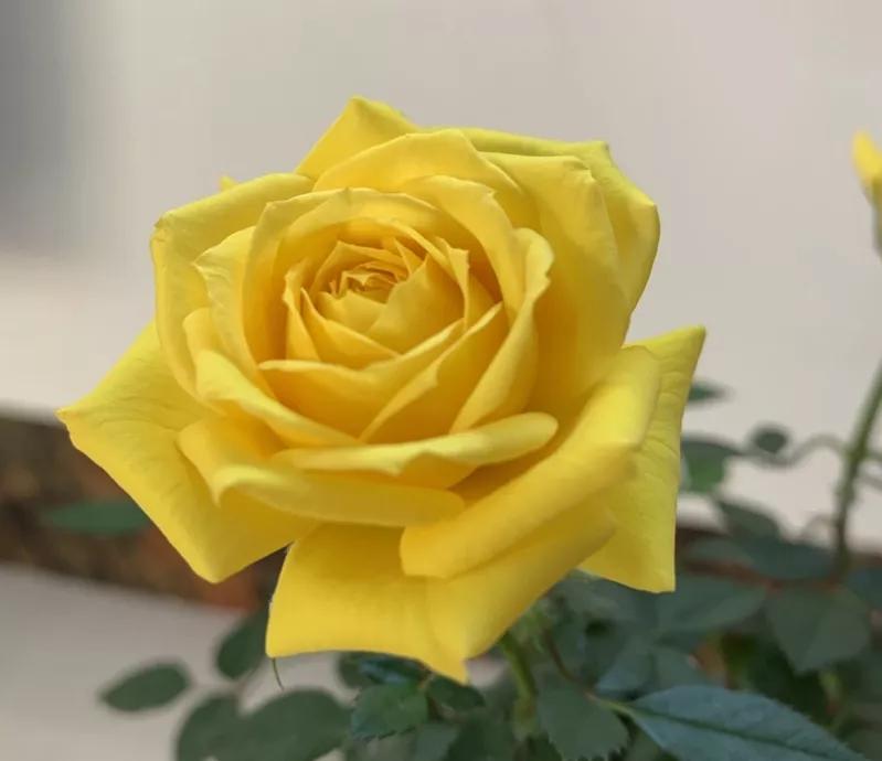 常见切花月季一览（40）（接上期）