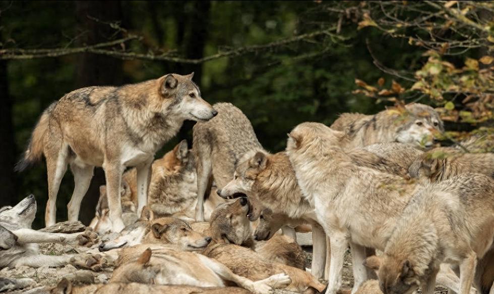 狼群中只有狼妻才可以繁殖后代吗,狼群里面只有狼王才可以配合吗