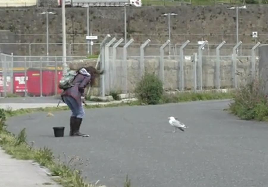 喂过一次大连海鸥，人类就要为自己的弱小羞愧