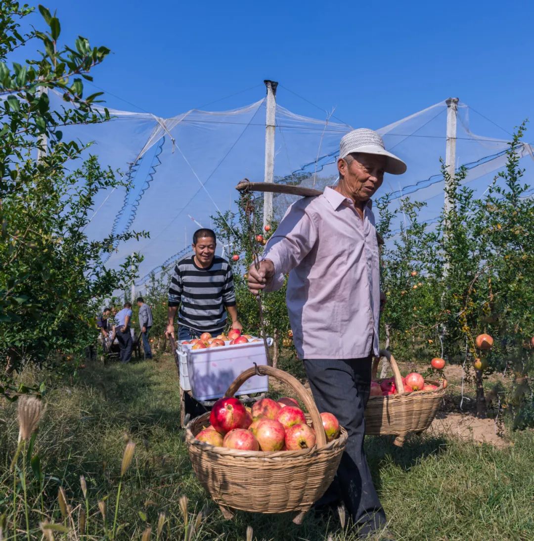 潼关县政府信息公开,潼关县政府通知