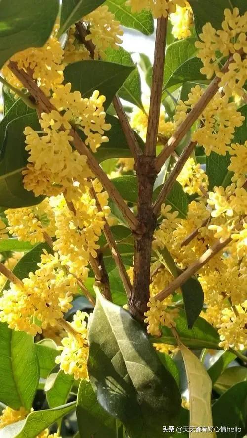 我国的市花有哪些,中国各个城市的市花是什么