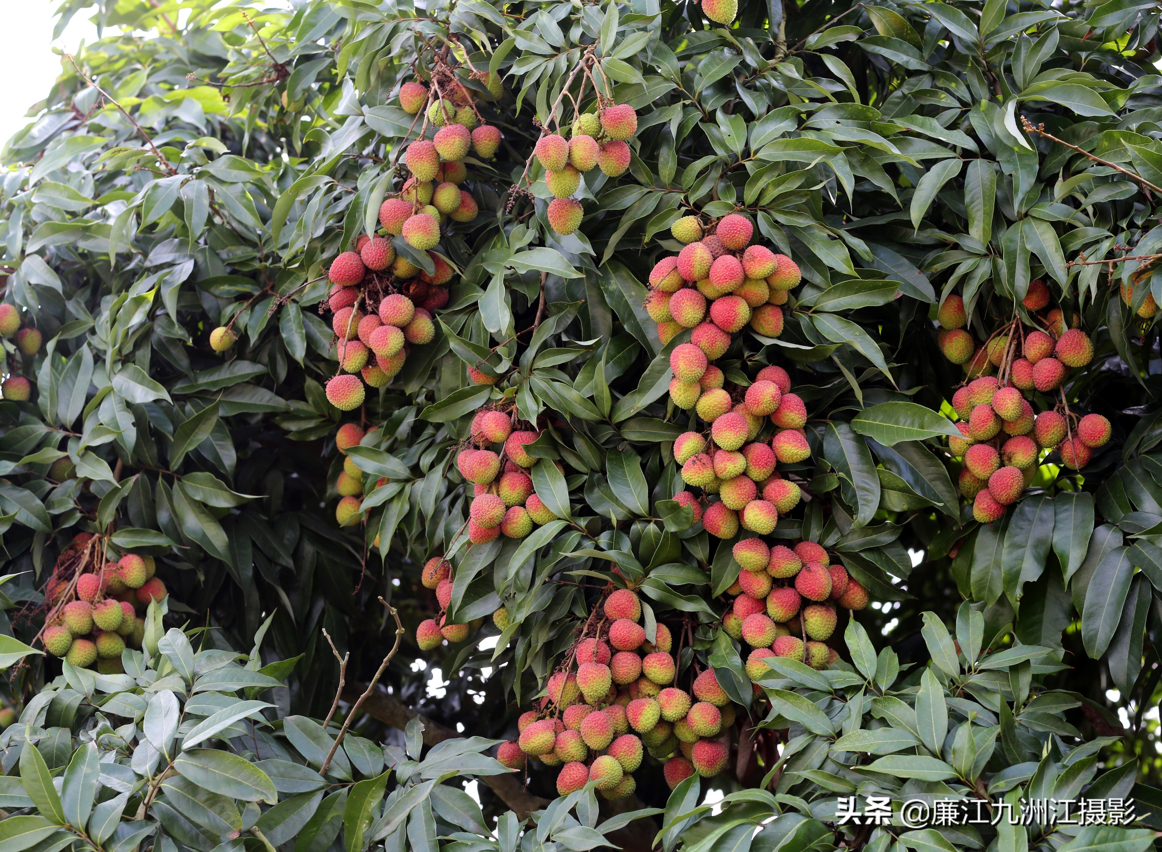 廉江吉水绿之源合作社,廉江市绿之渌分拣中心