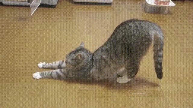 液体猫是真的吗,为什么都说猫咪是液体猫