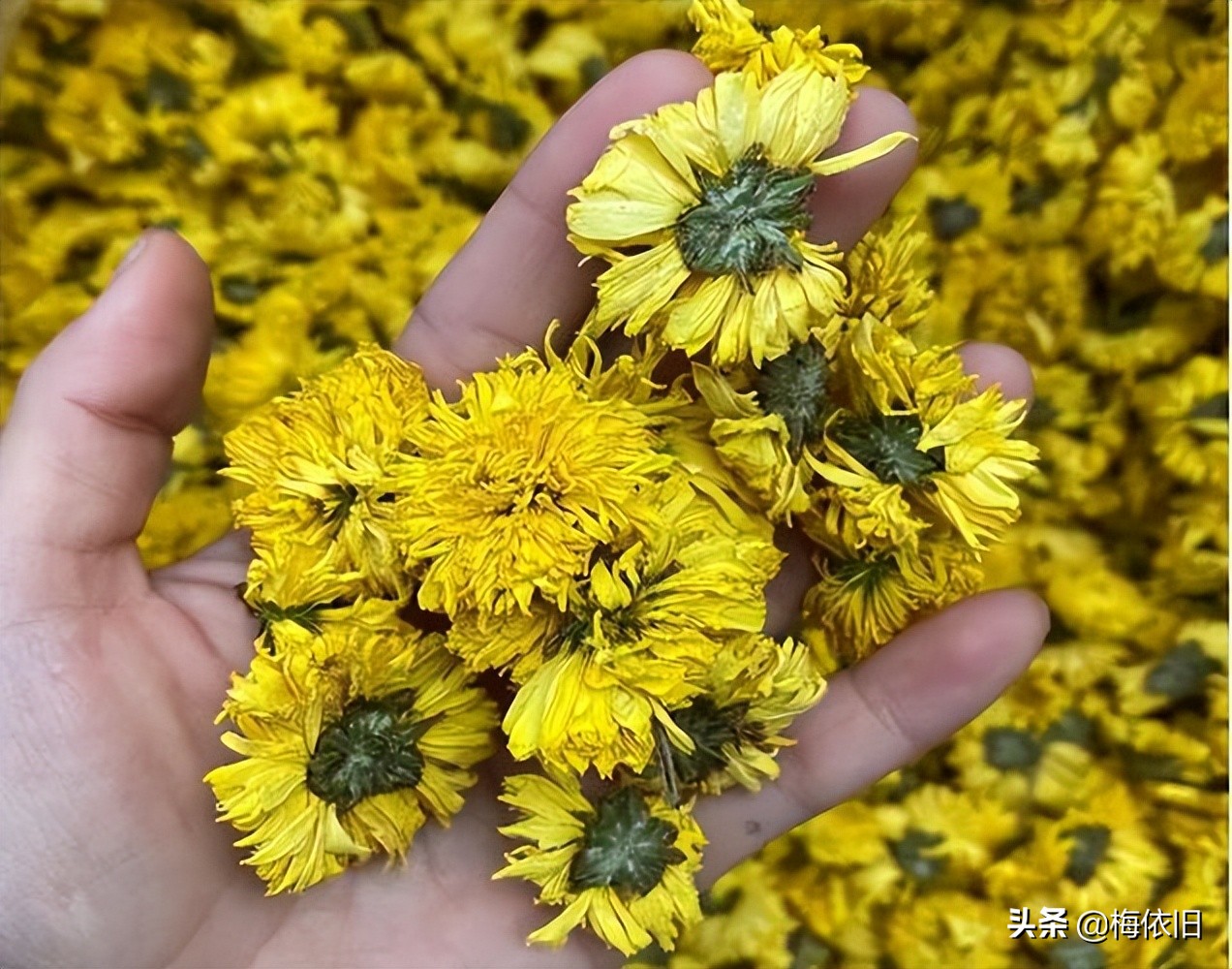 最有特色的菊花,哪种菊花最好吃