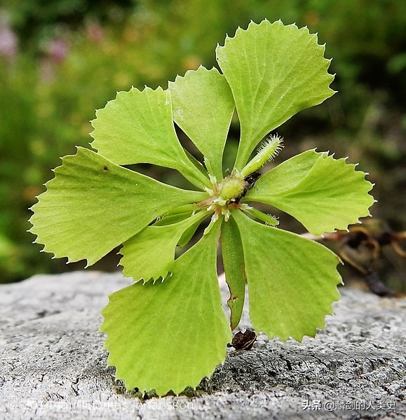 双子叶植物纲花毛科毛茛属,天雄毛茛目毛茛科植物