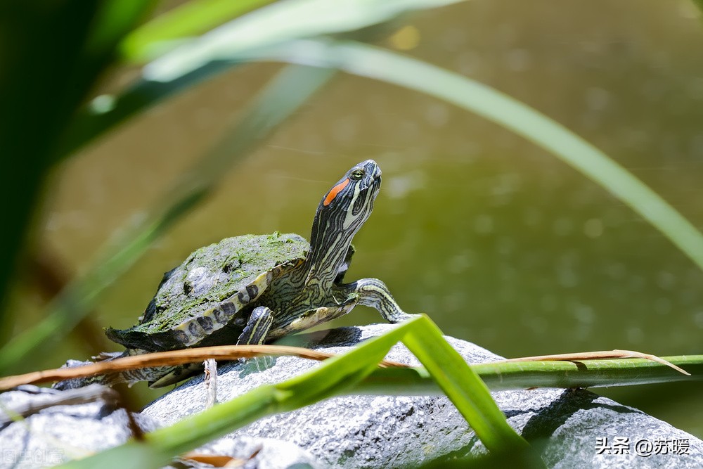中华草龟真的有那么好养吗,家里养几只中华草龟风水好