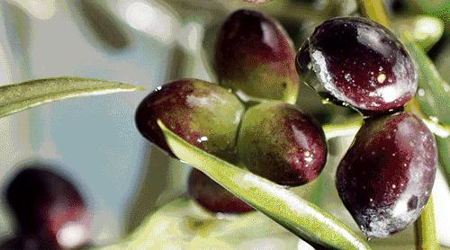 提亮唇部补水润唇膏,dhc保湿润唇膏