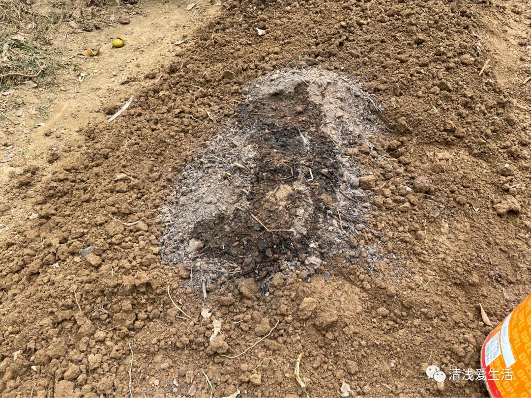 种植大蒜买什么样的大蒜好视频,红皮大蒜种植对气候要求高吗