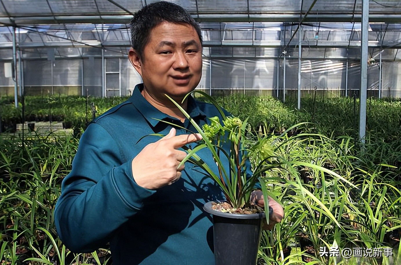 福建省连城县一盆小兰花网销大市场