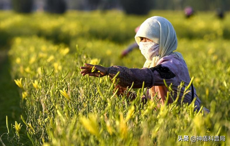 黄花菜开到什么时候采摘品质最佳,黄花菜啥时候最重