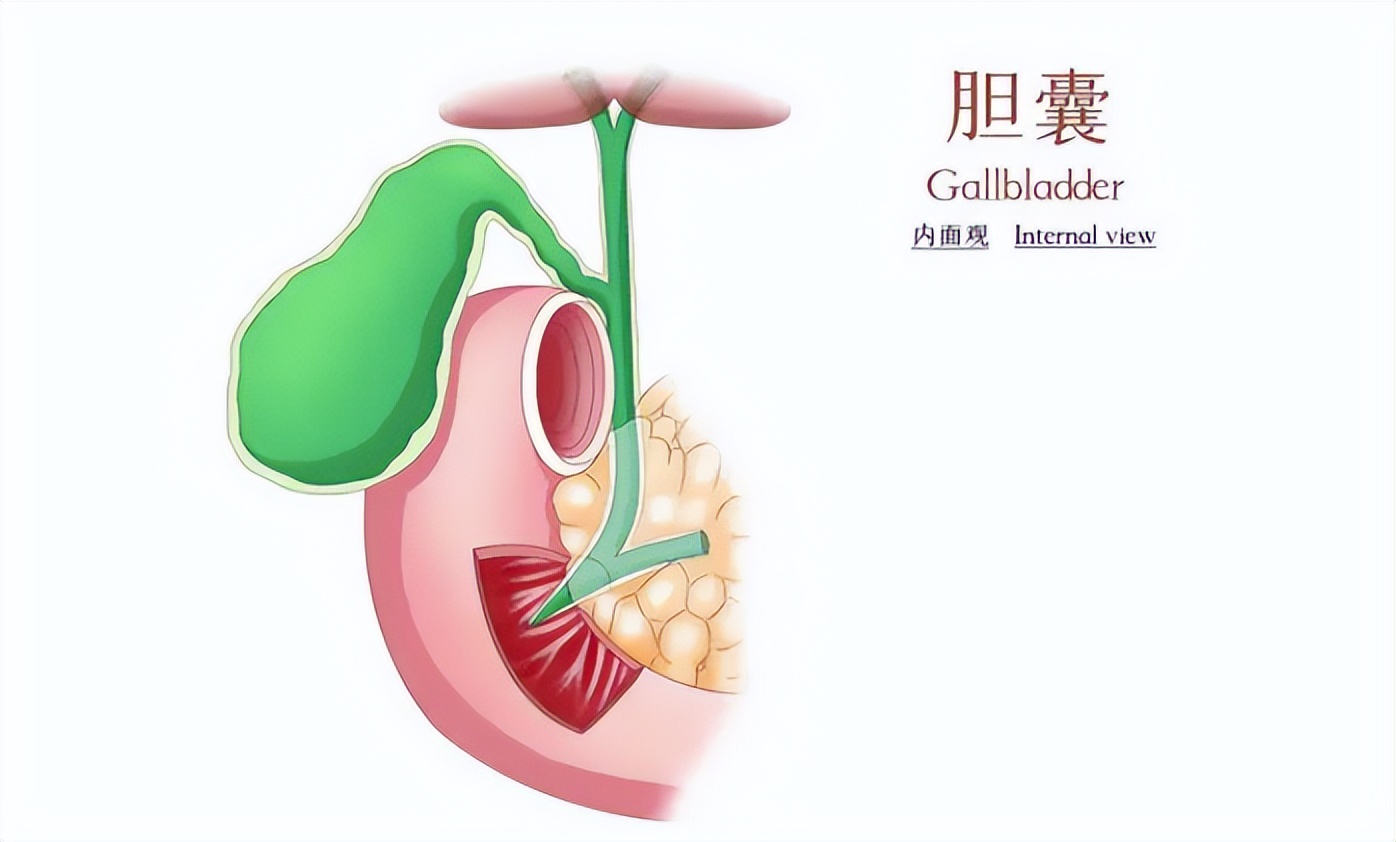 胆囊切除后对人体影响很大,胆囊切除对人体器官影响大吗