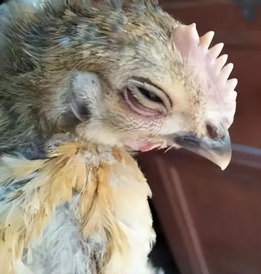 鸡缩头闭眼羽毛蓬松是什么原因,鸡生病了缩头闭眼喂什么药好得快