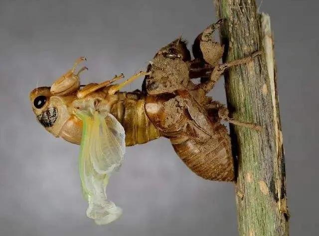 蟾蜍养殖前景效益分析论文摘要,蟾蜍养殖前景分析报告书