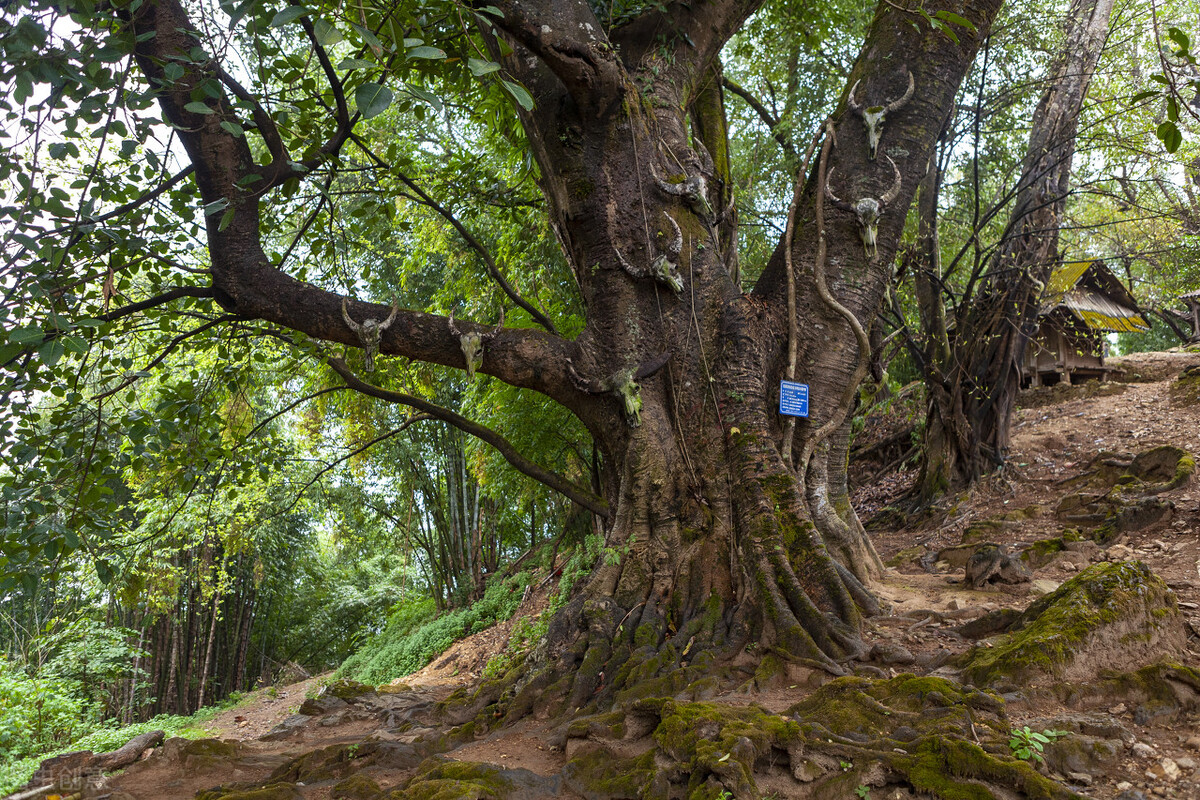 酷热难耐的八月即将过去,天气太热了回云南避暑