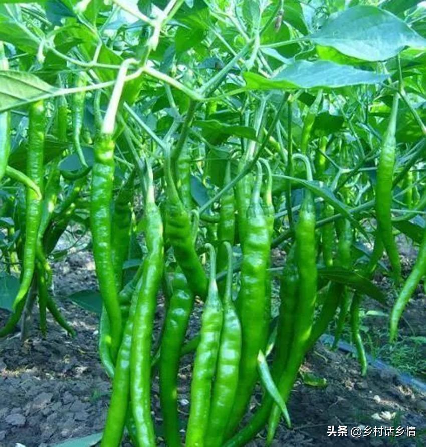 种菜喷醋的正确方法,种菜用醋怎么用